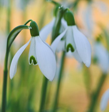 Bir galanthus nivalis çiçeğinin güzel yakın çekimi