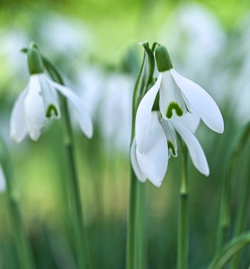 Bir galanthus nivalis çiçeğinin güzel yakın çekimi