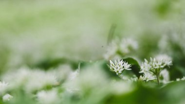 Güzel yakın plan allium ursinum.