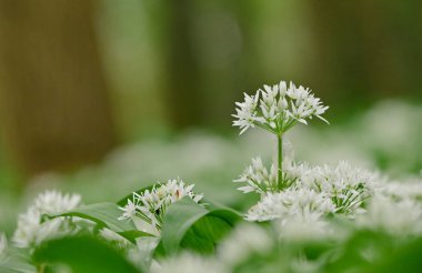 Güzel yakın plan allium ursinum.