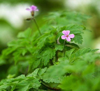Güzel yakın plan sardunya robertianum