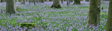 Hallerbos 'un güzel manzarası