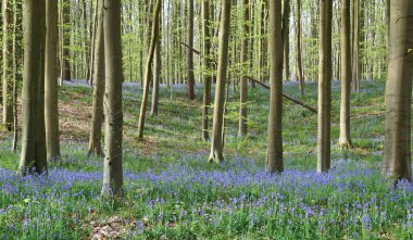 Hallerbos 'un güzel manzarası