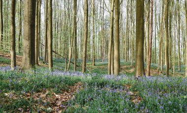 Hallerbos 'un güzel manzarası