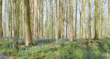 Hallerbos 'un güzel manzarası