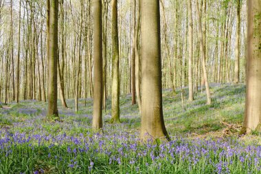 Hallerbos 'un güzel manzarası
