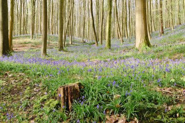 Hallerbos 'un güzel manzarası