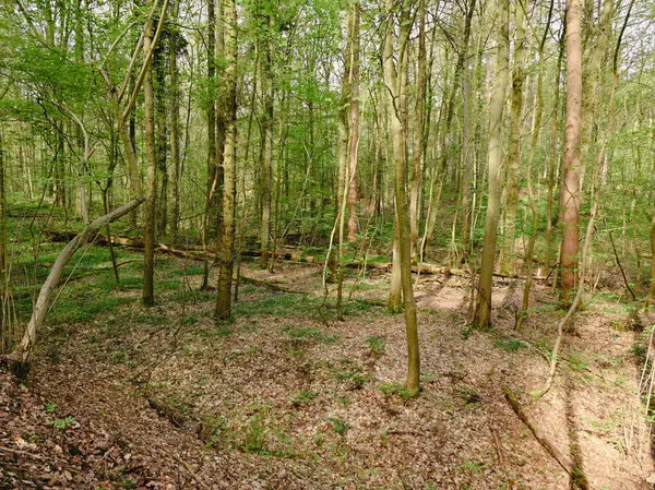 Hallerbos 'un güzel manzarası