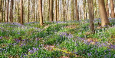 Hallerbos 'un güzel manzarası