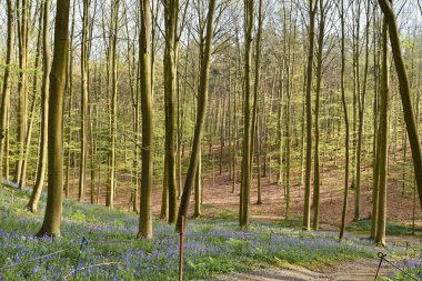Hallerbos 'un güzel manzarası
