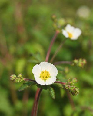 Potentilla Rupestris 'in güzel yakın çekimi
