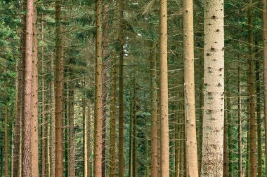 Spa 'da güzel bir orman manzarası