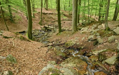 La Geronstere ormanının güzel manzarası