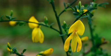 Cytisus Scoparius 'un güzel yakın çekimi