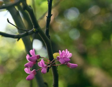 Güzel yakın plan cercis silikastrum.