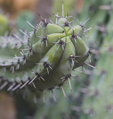 Myrtillocactus cochal 'ın güzel yakın çekimi