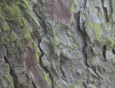 Larix desidua kabuğunun güzel yakın çekimi