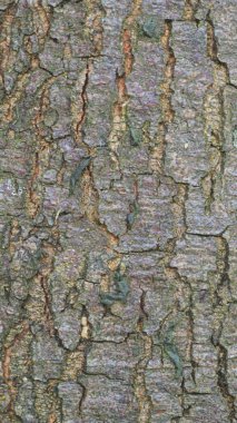 quercus x Morehus 'un kabuğunun güzel yakın çekimi