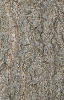 Beautiful close-up of the bark of quercus shumardii clipart