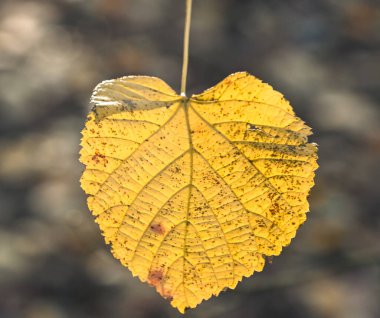 Beautiful close-up of a leaf of tilia platyphyllos clipart