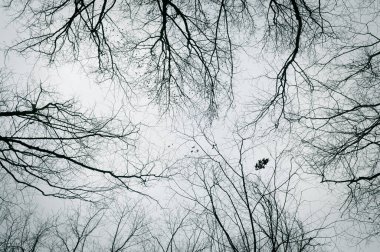 Looking up at trees in a cold season forest.