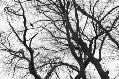 A bird sits on a tree without leaves. A dramatic scene in the sky of the cold season.