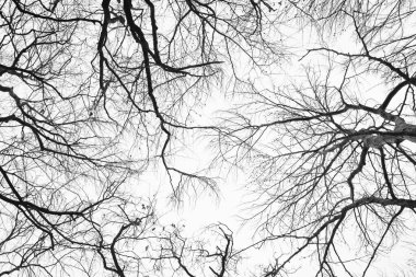 Looking up at trees in a cold season fores
