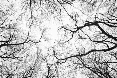 Looking up at trees in a cold season fores