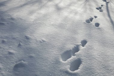 Hare footprints in the sno