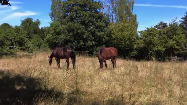 Schwarze Und Braune Pferde Fressen Gras Konzept Freundschaft Liebe Wildes — Stockvideo