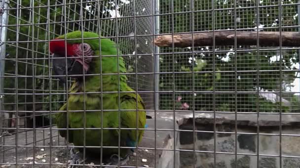 Close Video Grande Pappagallo Macaw Verde Colorato — Video Stock