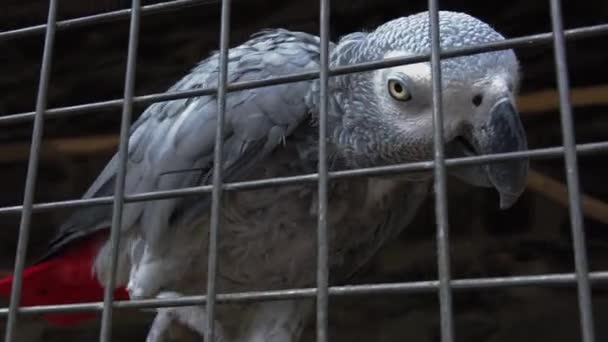 Alter Jaco Papagei Zoo Zeitlupe — Stockvideo