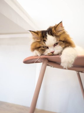 İran kedisi sandalyeye uzanıp kameraya bakıyor.