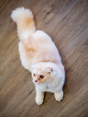 Pers kedisi yere yattı ve bir şeye baktı.