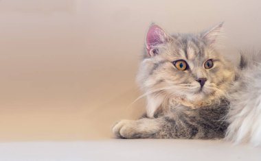 Pers kedisi kanepeye uzandı ve bir şeye baktı.