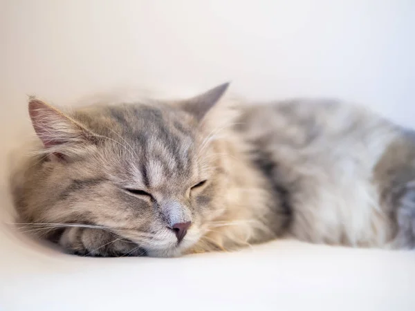 Persian cat lay down on the sofa and feel sleepy