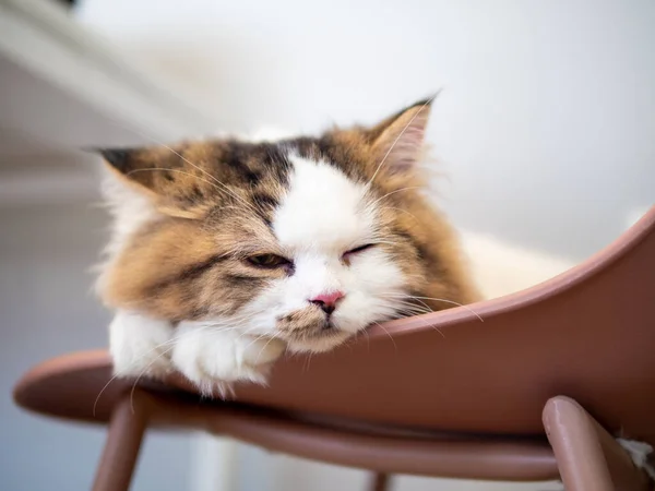 Persian cat lay down on the sofa and feel sleepy