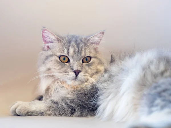 Persian Cat Lay Sofa Looked Something — Stock Photo, Image