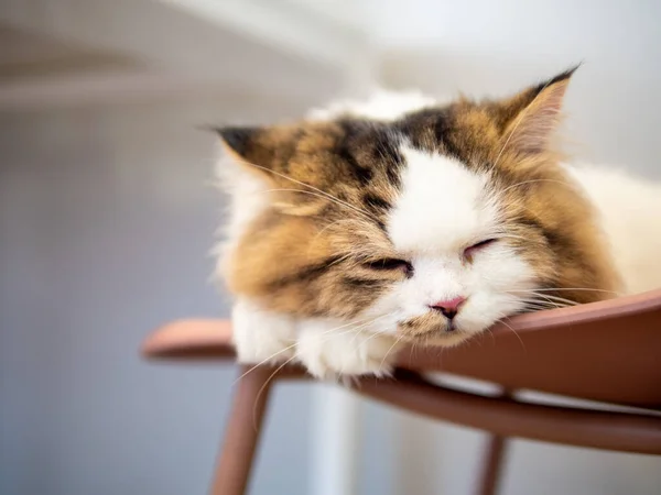 Perská Kočka Lehla Pohovku Cítila Ospalá Royalty Free Stock Obrázky