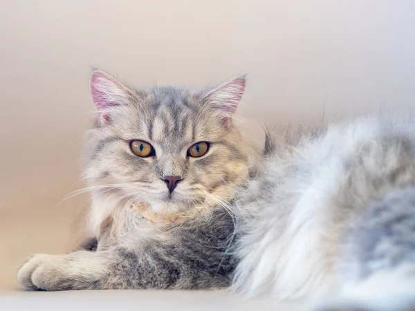 stock image Persian cat lay down on the sofa and looked at something