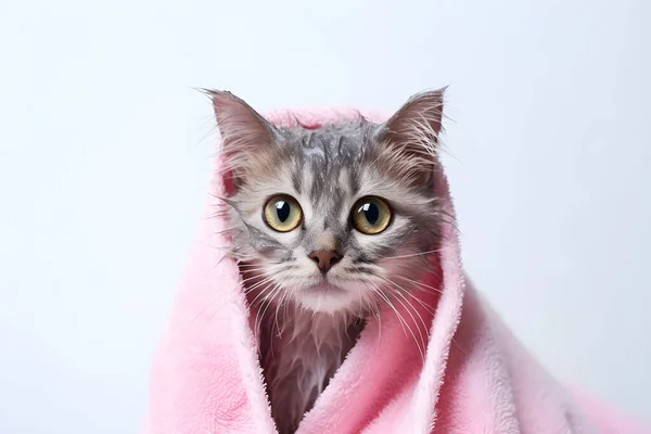 Een Natte Ute Cat Roze Handdoek Witte Achtergrond — Stockfoto