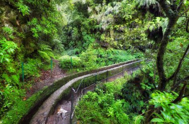 Yeşil Madeira Adası 'nda su kanalı olan orman, Su Köprüsü Levada, Portekiz