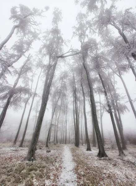 Inverno Floresta Geada Com Árvore Neve — Fotografia de Stock