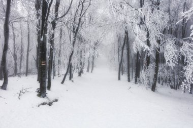 Kışın orman sisli ve karlı