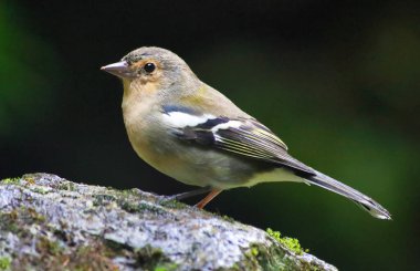Madeira Chaffinch kuşu, vahşi yaşam - Madeira adası, Portekiz
