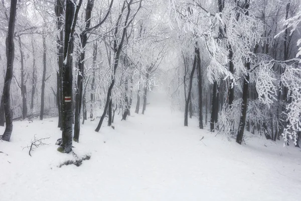 Floresta Inverno Com Nevoeiro Neve Paisagem — Fotografia de Stock