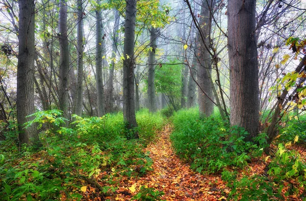 多雾的清晨绿林 — 图库照片
