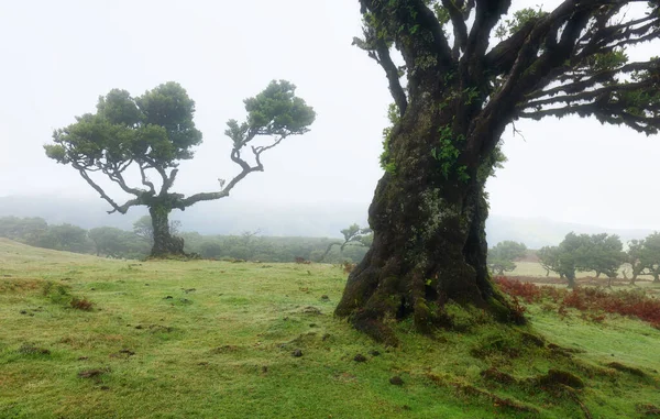 Magische Endemische Lorbeerbäume Fanal Lorbeerwald Auf Madeira Weltkulturerbe Der Unesco — Stockfoto