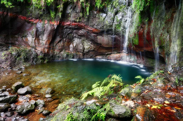 Водоспад Тропічному Лісі Острові Мадейра Португалія — стокове фото
