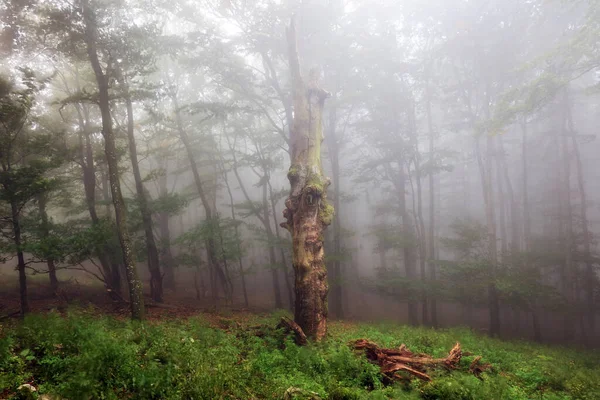 Foggy Forest Conte Fées Dans Des Bois Effrayants Lever Soleil — Photo